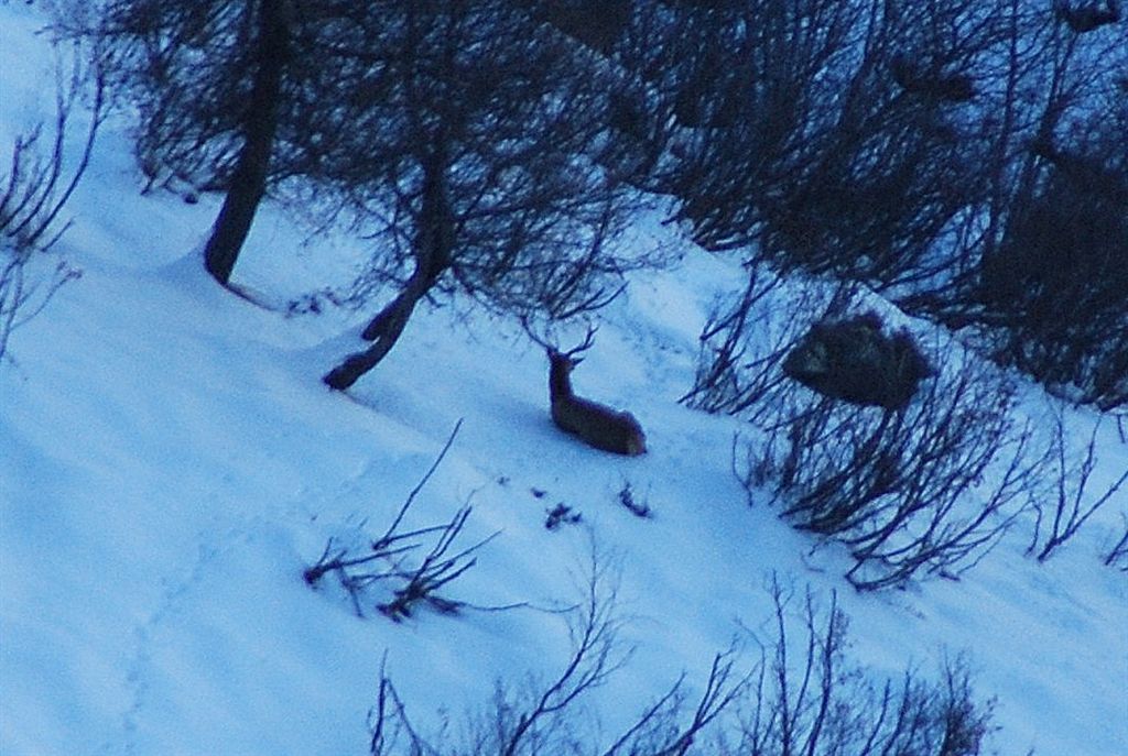PASSIONE PER IL CERVO
